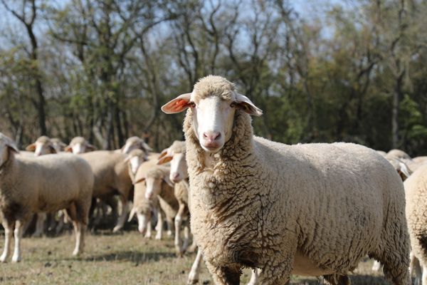 Bandeau De Nez En Peau De Mouton Mérinos Noir Pour Chevaux - Best Friend Equine