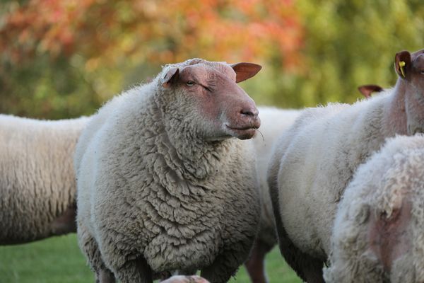 Rouge De L Ouest Race Bouchere Race De Mouton Geode