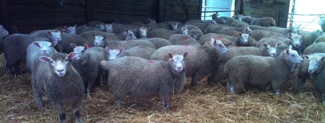 Agneaux issus du croisement bélier Charmoise x brebis croisés Dorset x Texel Eleveur Bruce Mac Taggart Ecosse.jpeg