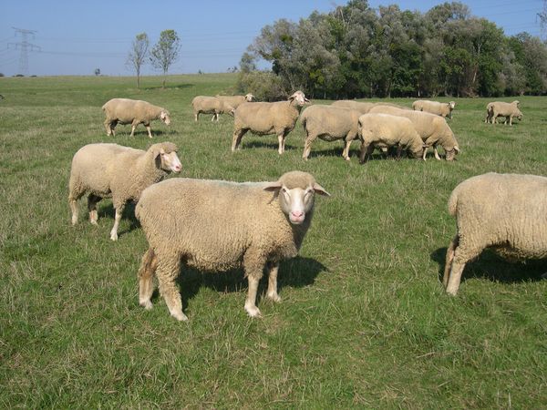 F1_ILE_DE_FRANCE_EST_A_LAINE_MERINOS_MALE.jpg