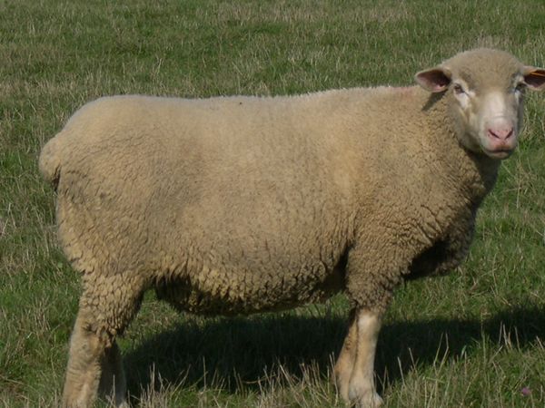 F1_ILE_DE_FRANCE_EST_A_LAINE_MERINOS_MALE_02.jpg