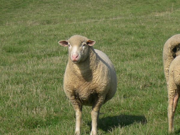 F1_ILE_DE_FRANCE_EST_A_LAINE_MERINOS_MALE_03.jpg
