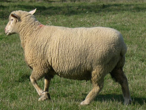 F1_ILE_DE_FRANCE_EST_A_LAINE_MERINOS_MALE_04.jpg