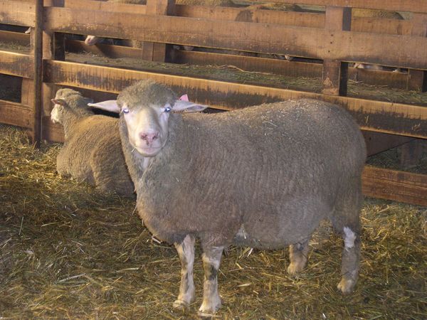 F1_ILE_DE_FRANCE_EST_A_LAINE_MERINOS_MALE_05.jpg