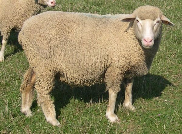 F1_ILE_DE_FRANCE_EST_A_LAINE_MERINOS_MALE_06.jpg