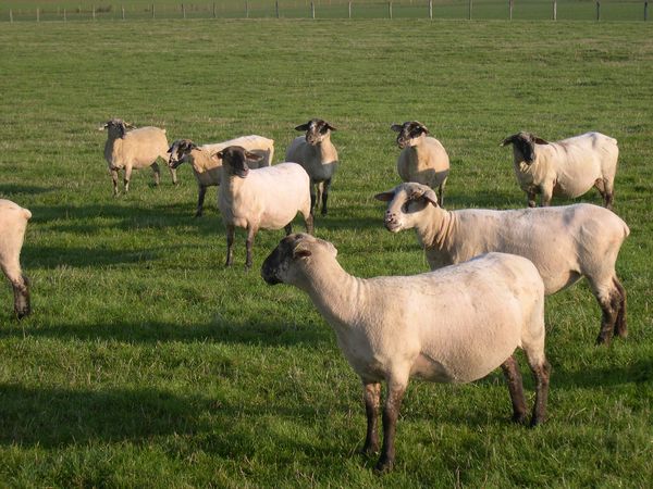 F1_SUFFOLK_EST_A_LAINE_MERINOS_FEMELLE_02.jpg