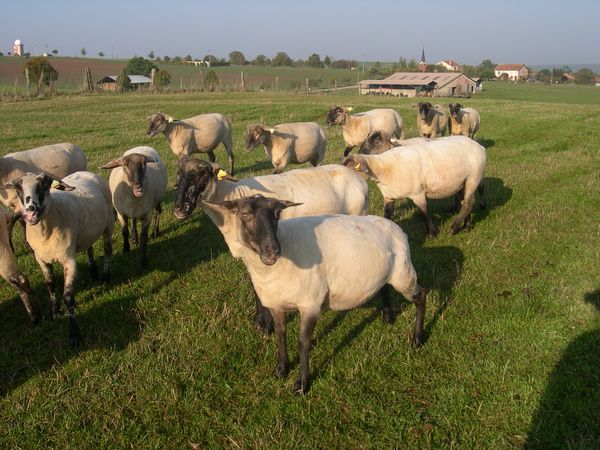 F1_SUFFOLK_EST_A_LAINE_MERINOS_FEMELLE_03.jpg