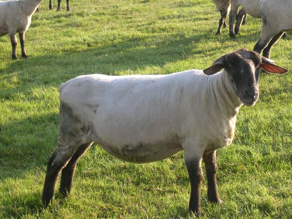 F1_SUFFOLK_EST_A_LAINE_MERINOS_FEMELLE_05.jpg